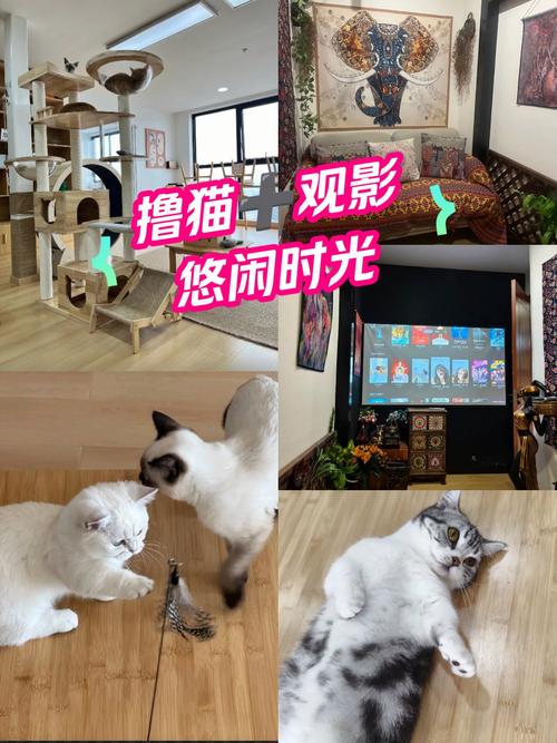 麻豆糖心传媒在线观看的相关介绍