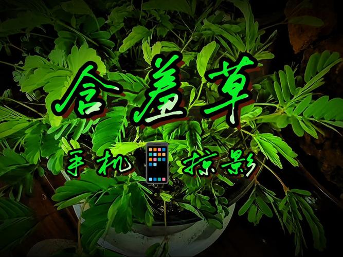 神马不卡电影院马影的相关介绍